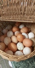 Fresh Chicken Eggs Variety of